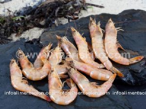 langostino bio crudo (2 kg)